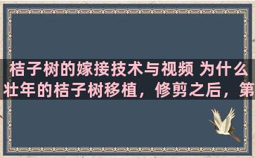 桔子树的嫁接技术与视频 为什么壮年的桔子树移植，修剪之后，第一年结果了，第二年不结果